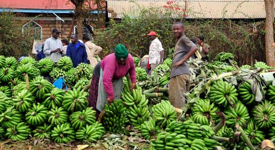 How To Turn Our Farming into an Investment, Not Just for Survival. banana