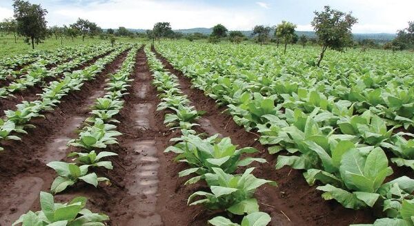 tobacco